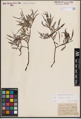 Foto von Salix eleagnos Scop.